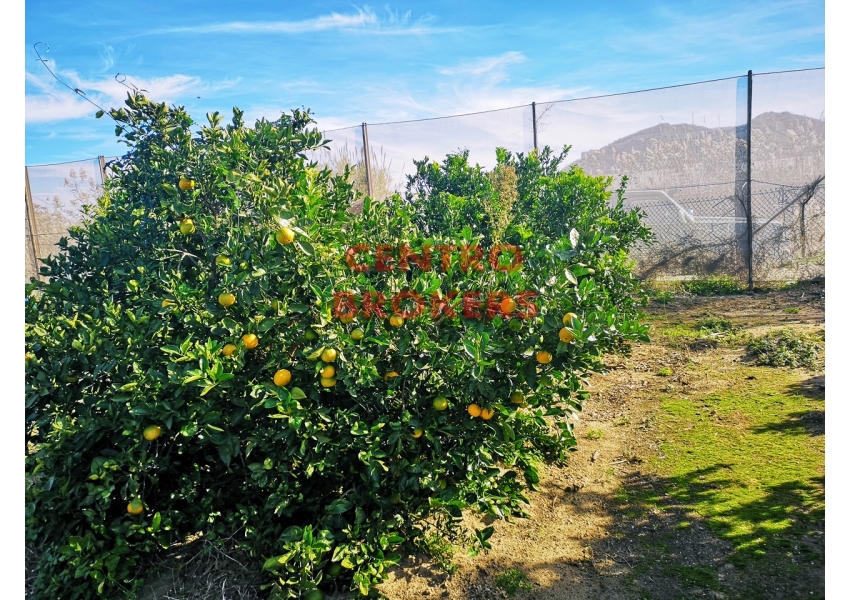 Sad pomarańczowy w Hiszpanii w Culllera idealny pod kampera
